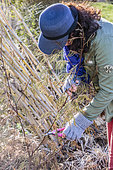 Pruning of a mimosa that has frozen in late winter.