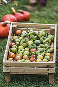 Green tomatoes set to ripen on a shelf. The fruits will eventually mature, even picked very young and very green.