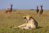 Yawning lioness (Panthera leo) and topis (Damaliscus lunatus) in the back, Masai Mara National Reserve, Kenya, Africa