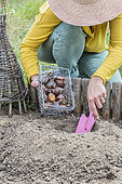 Woman planting daffodils on a mound in poorly drained soil, against rot of bulbs.