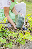 Woman harvesting a squash 'Lunga di Napoli'. Harvest of a 'Linga di Napoli' squash at full maturity in late summer