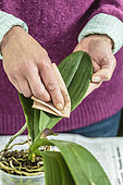 Woman cleaning the foliage of a phalaenopsis. Cleaning an indoor orchid leaf, Phalaenopsis or butterfly orchid.