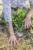 Clearing of mulch around a turnip grown on permaculture mulch.