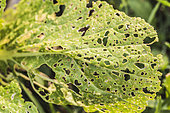 Flea beetle damage on Chinese cabbage