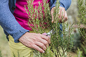 Rosemary pruning in late summer