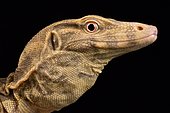 Albino water monitor (Varanus salvator)