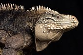 Lesser Caymans iguana (Cyclura nubila caymanensis)