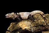 San Esteban iguana (Ctenosaura conspicuosa)