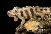 Saint Lucia horned iguana (Iguana iguana sanctaluciae)