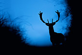 Fallow deer (Dama dama) male in early morning, in blue hour, Slovakia