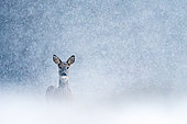 Roebuck (Capreolus capreolus) in the snow, Slovakia