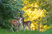 Fallow deer (Dama dama) female and young in morning lights, Slovakia