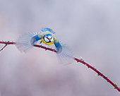 Mésange bleue (Cyanistes caeruleus) en vol, Slovaquie