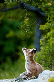 Red fox (Vulpes vulpes) 1,5 month old, Slovakia