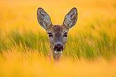 Roebuck (Capreolus capreolus) portrait at sunset, Slovakia