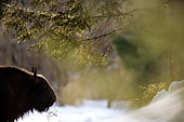 European Bison (Bison bonasus) in cold morning, Romania