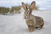 Wild rabbit (Oryctolagus cuniculus), beach dunes, Mecklenburg-Western Pomerania, Germany, Europe