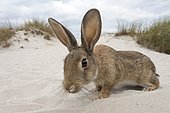 Wild rabbit (Oryctolagus cuniculus), beach dunes, Mecklenburg-Western Pomerania, Germany, Europe