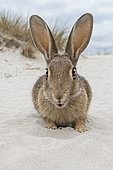 Wild rabbit, (Oryctolagus cuniculus), beach dunes, Mecklenburg-Western Pomerania, Germany, Europe