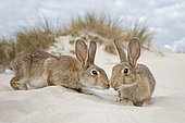 Wild rabbits (Oryctolagus cuniculus), beach dunes, Mecklenburg-Western Pomerania, Germany, Europe