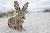 Wild rabbit (Oryctolagus cuniculus), beach dunes, Mecklenburg-Western Pomerania, Germany, Europe