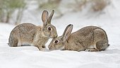 European or common rabbits (Oryctolagus cuniculus), couple on Baltic Sea dunes, Mecklenburg-Western Pomerania, Germany, Europe
