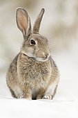 European or common rabbit (Oryctolagus cuniculus), buck on Baltic Sea dunes, Mecklenburg-Western Pomerania, Germany, Europe