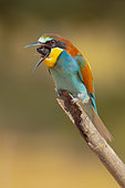 European bee-eater (Merops apiaster) regurgitate a pellet, Aigüamolls del Empordà Natural Park, Spain