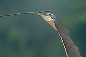 Bare-throated tiger heron (Tigrisoma mexicanum) with a branch in beak, Costa Rica