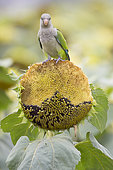 Monk parakeets (Myiopsitta monachus) eating sunflower seeds in a field, Aigüamolls del Empordà Natural Park, Spain. It is an invasive species that causes a lot of problems for farmers.