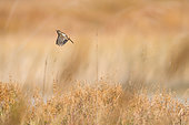 European stonechat (Saxicola rubicola) female start flying in Aiguamolls de l'empordà Natural Park, Spain