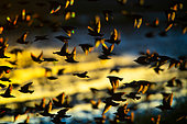Common Starling (Sturnus vulgaris) group in flight at dusk, Delta Ebro Natural Park, Spain
