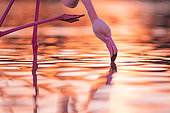 Great Flamingo (Phoenicopterus roseus) in water Camargue, France