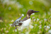 Common guillemot (Uria aalge), in Saltee Islands, Ireland