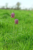 Common Fritillary (Fritillaria meleagris) in bloom, edge of Loire angevine, France