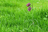 Common Fritillary (Fritillaria meleagris) in bloom, edge of Loire angevine, France