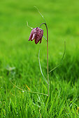 Common Fritillary (Fritillaria meleagris) in bloom, edge of Loire angevine, France