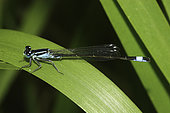 Southern Damselfly (Coenagrion mercuriale) on reed leaf, Finistere, France