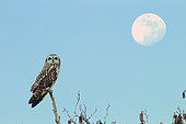 Short-eared Owl (Asio flammeus) in a tree on a background of a moon, Breton Marsh, Vendée, France