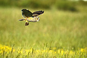 Long-eared Owl (Asio otus) adult in flight from capturing a vole