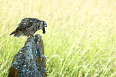 Long-eared Owl (Asio otus) adult throwing his pellet on a rock