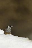 Rock Bunting (Emberiza cia) in the snow, Vanoise National Park, France