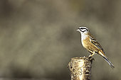 Rock Bunting (Emberiza cia) on a post, Vanoise National Park, France