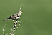 Corn Bunting (Emberiza calandra) on a shrub in a polder, Normandy, France