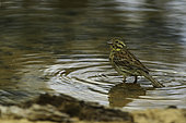 Cirl bunting (Emberiza cirlus) female bathing in a forest pond