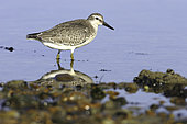 Red Knot (Calidris canutus) on the shore, Bay of Aiguillon, France