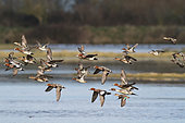 Eurasian Wigeon (Mareca penelope) with Northern Pintail (Anas acuta) and Common Teal (Anas crecca) in flight over a swamp, Bay of Mont Saint-Michel, France