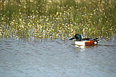 Northern Shoveler (Anas clypeata) male in water and Brackish Water-crowfoot (Ranunculus baudotii), Brenne, France