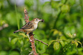 Fan tailed warbler (Cisticola juncidis) on a bramble with a spider in the beak