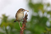 Fan tailed warbler (Cisticola juncidis) on a bramble with a prey in the beak